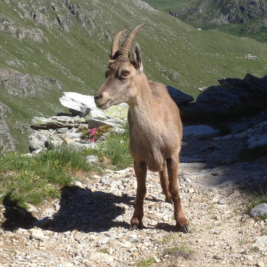 Vacation Rental - Pralognan La Vanoise Savoie エクステリア 写真